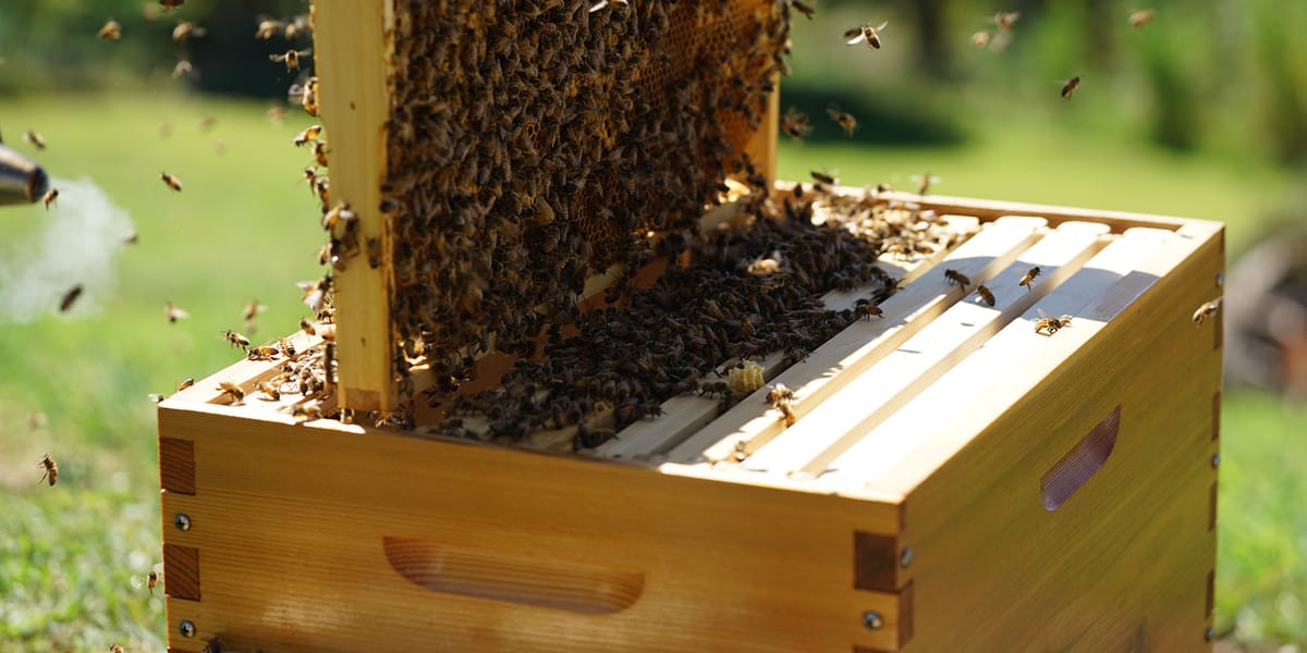 How Many Brood Boxes Should I Use