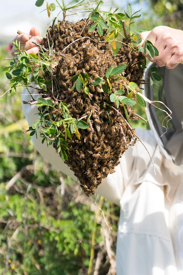 Where to Get Honey Bees: Buying Bees vs. Catching Your Own