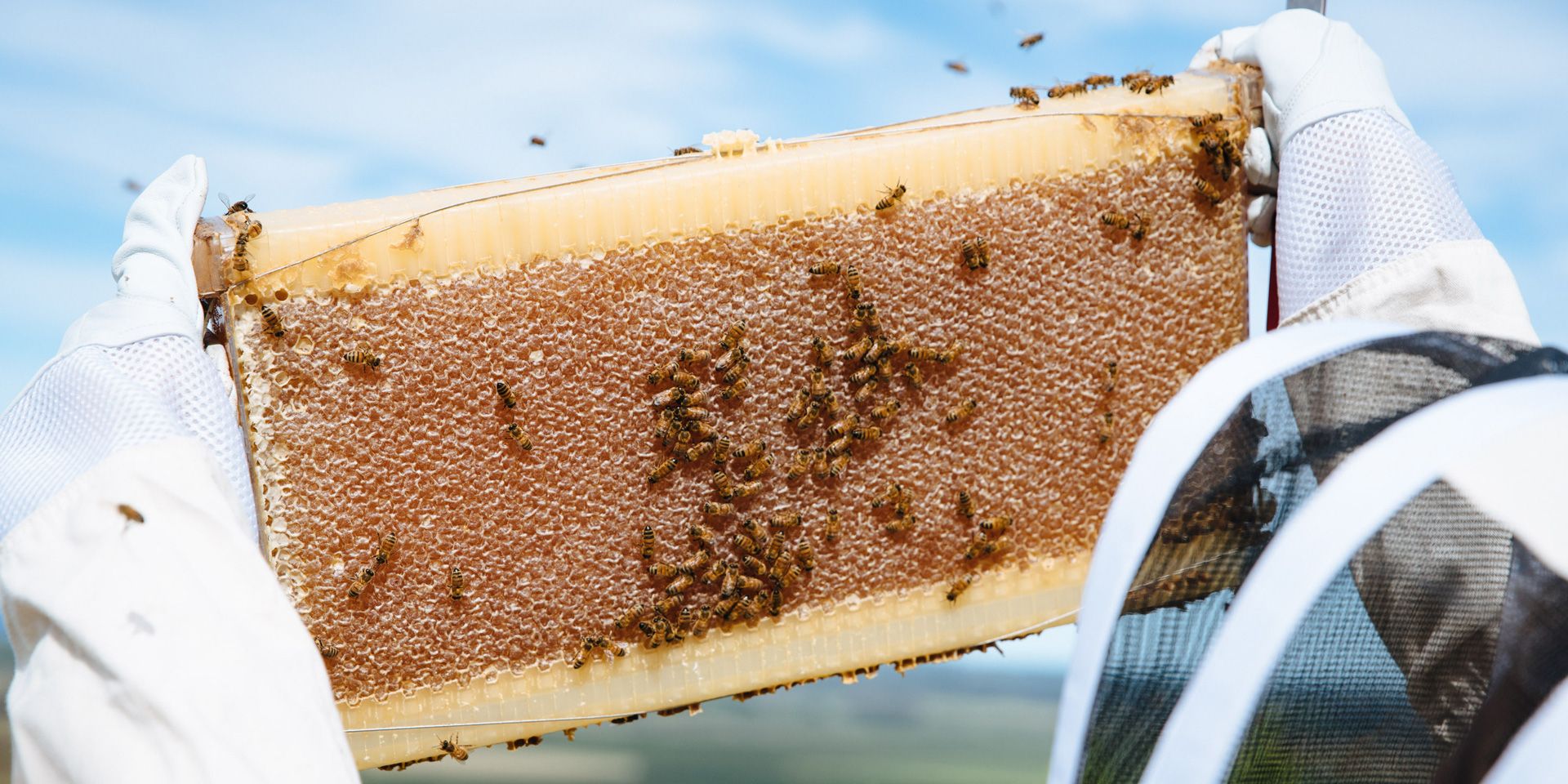 Can I harvest beeswax from a Flow Frame?