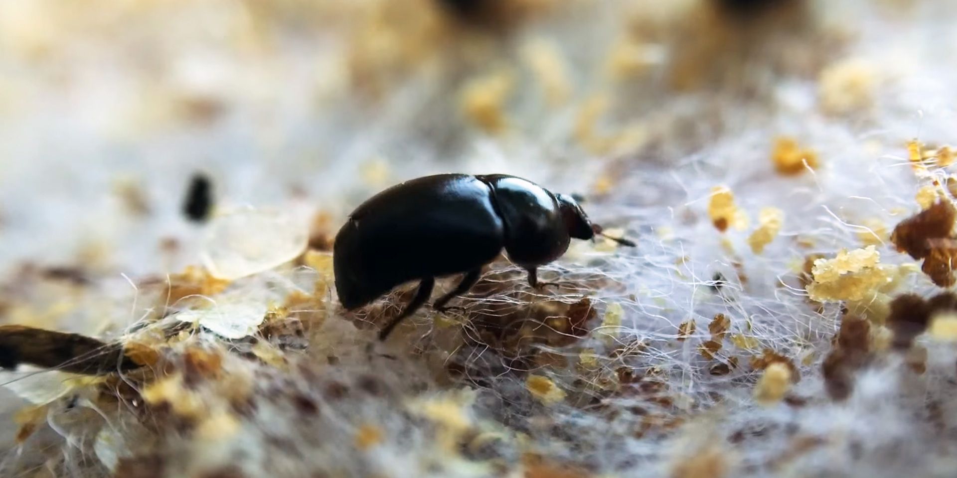 Small Hive Beetles and the Flow Hive