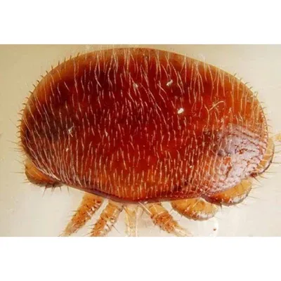 What is the varroa mite?