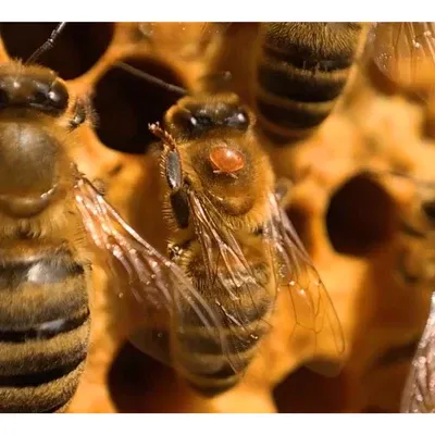 What is the varroa mite?
