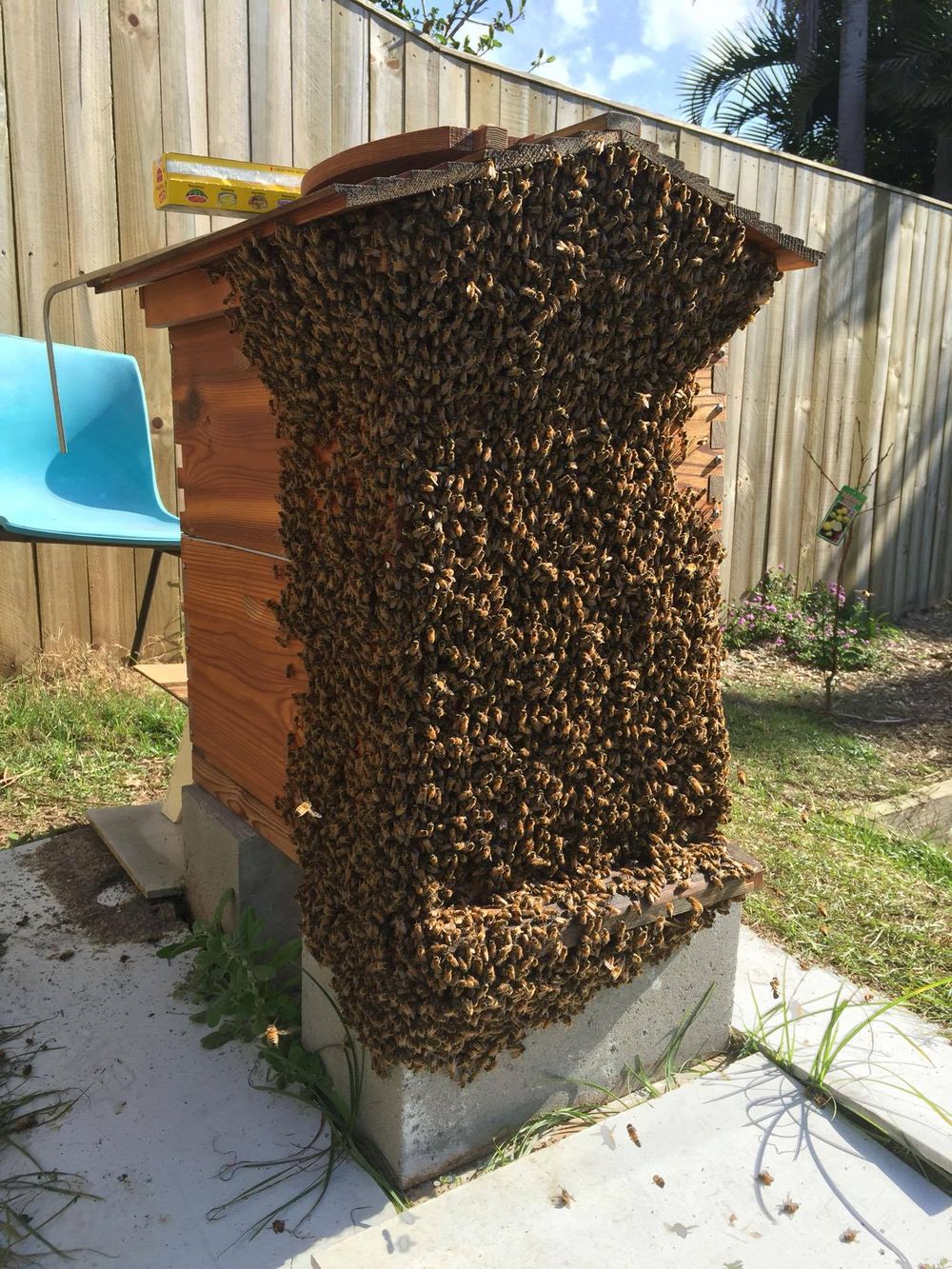 Why Are The Bees On The Front Of My Hive Bearding