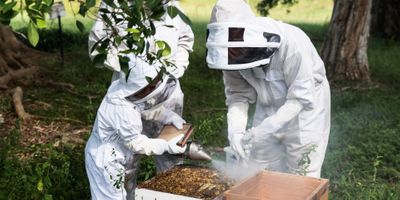 Do bees in a Flow Hive still sting people?