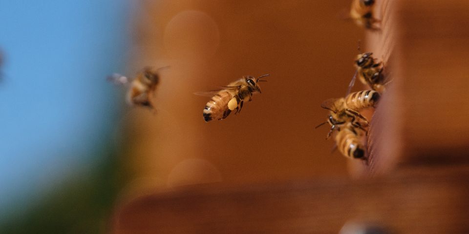 Isn't cedar bad for bees and other insects? Doesn't it repel them?